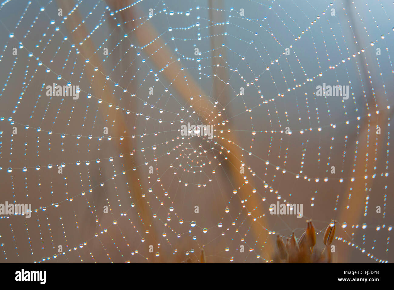 spider web with dewdrops, Germany, Bavaria, Niederbayern, Lower Bavaria Stock Photo