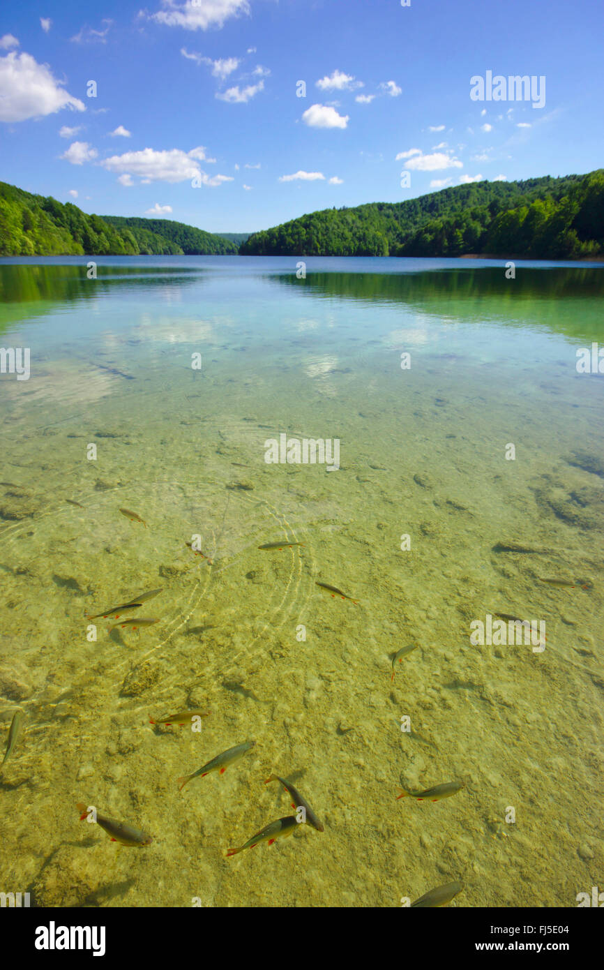 fishes in clear water, Plitvice Lakes, Croatia, Plitvice Lakes National Park Stock Photo