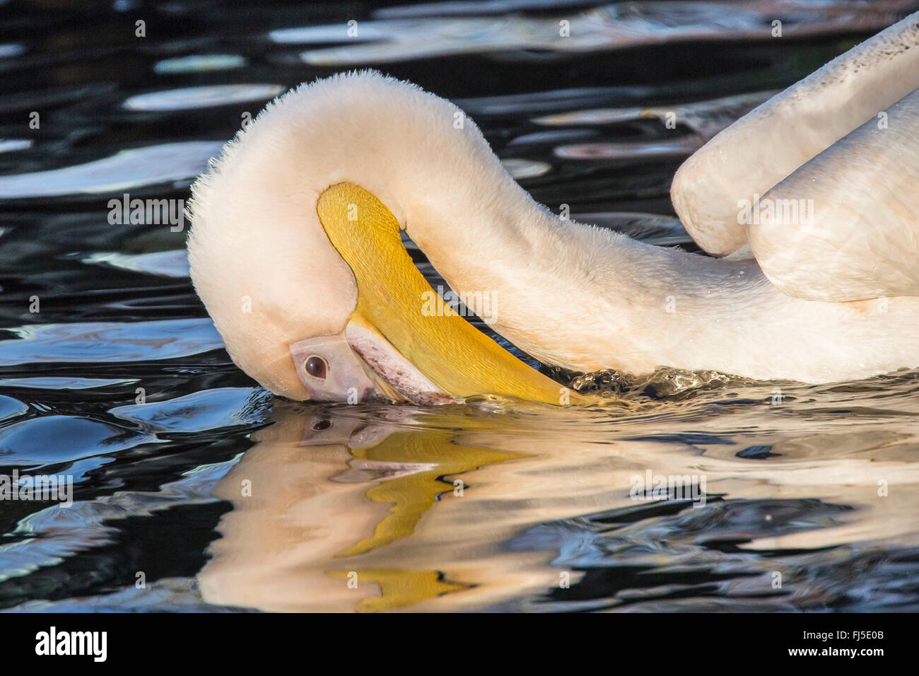 eastern white pelican (Pelecanus onocrotalus), immersing its bill in the water, side view Stock Photo