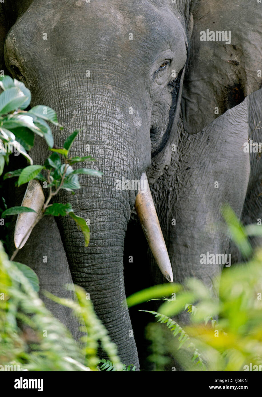 Bornes Dwarf Elephant (Elephas maximus borneensis), portrait, Malaysia, Borneo, Sabah, Kinabatangan River Stock Photo
