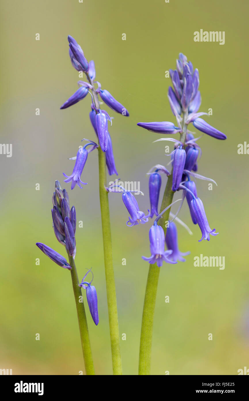 Atlantic bluebell (Hyacinthoides non-scripta, Endymion non-scriptus, Scilla non-scripta), inflorescences, Belgium, Hallebos Stock Photo