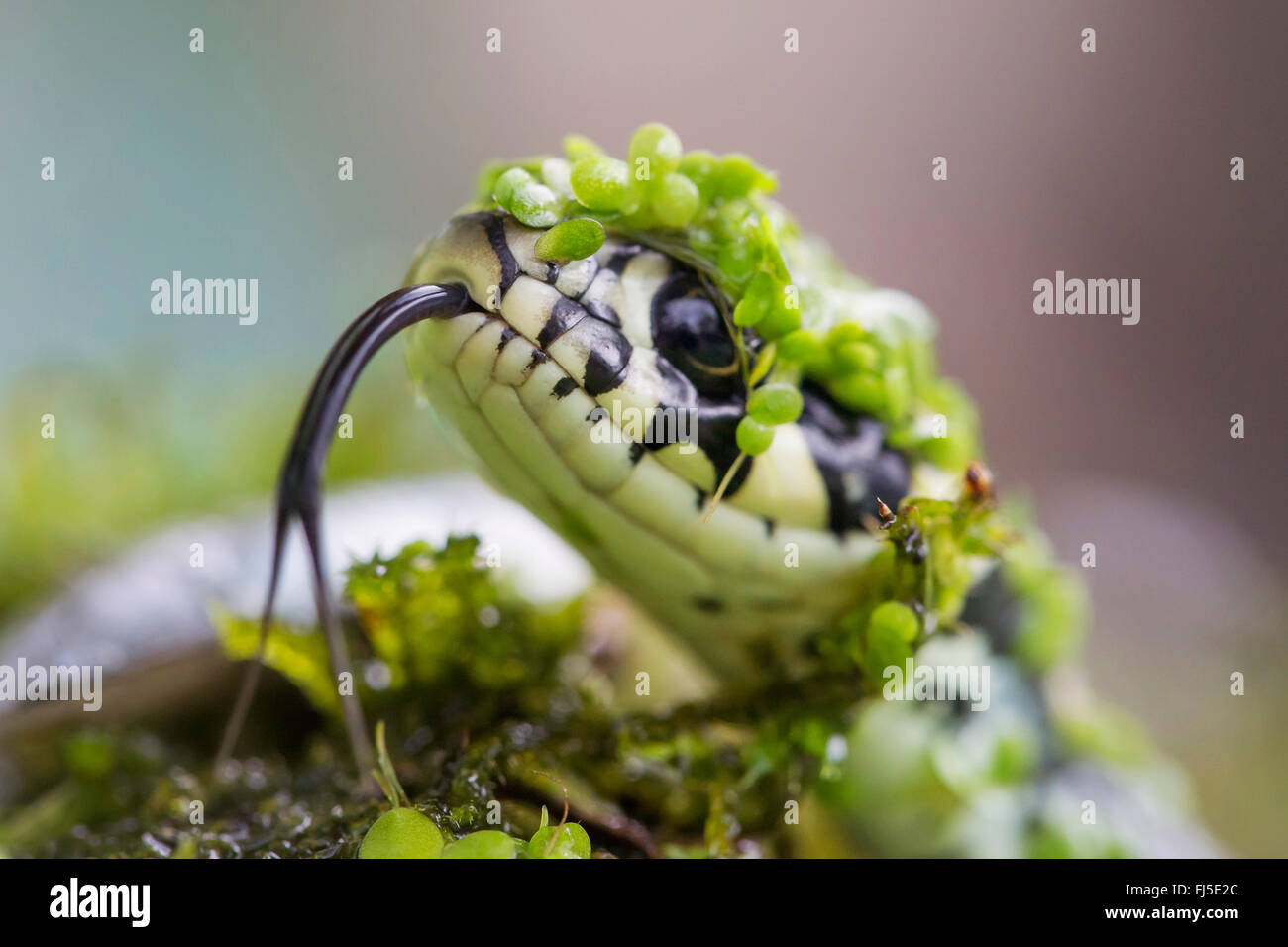 grass snake (Natrix natrix), surfacing between duckweeds and darting tongue in and out, portrait, Germany, Bavaria, Niederbayern, Lower Bavaria Stock Photo