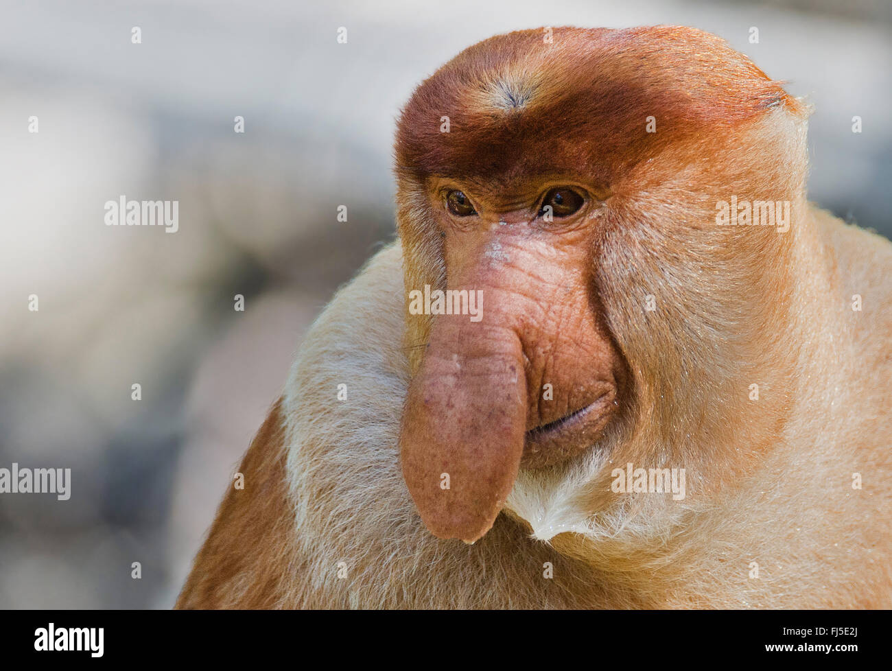 proboscis monkey (Nasalis larvatus), adult male, Malaysia, Borneo, Sabah, Labuk Bay Stock Photo