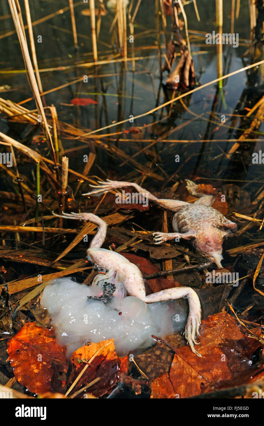 Frozen dead body hires stock photography and images Alamy