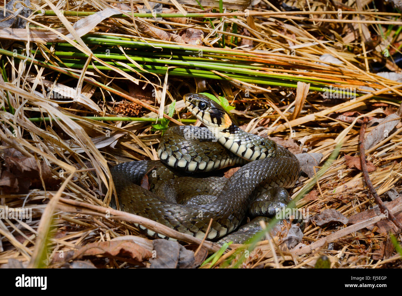 grass snake (Natrix natrix), grass snake with orange spots at the collar, Germany, Oberschwaben Stock Photo