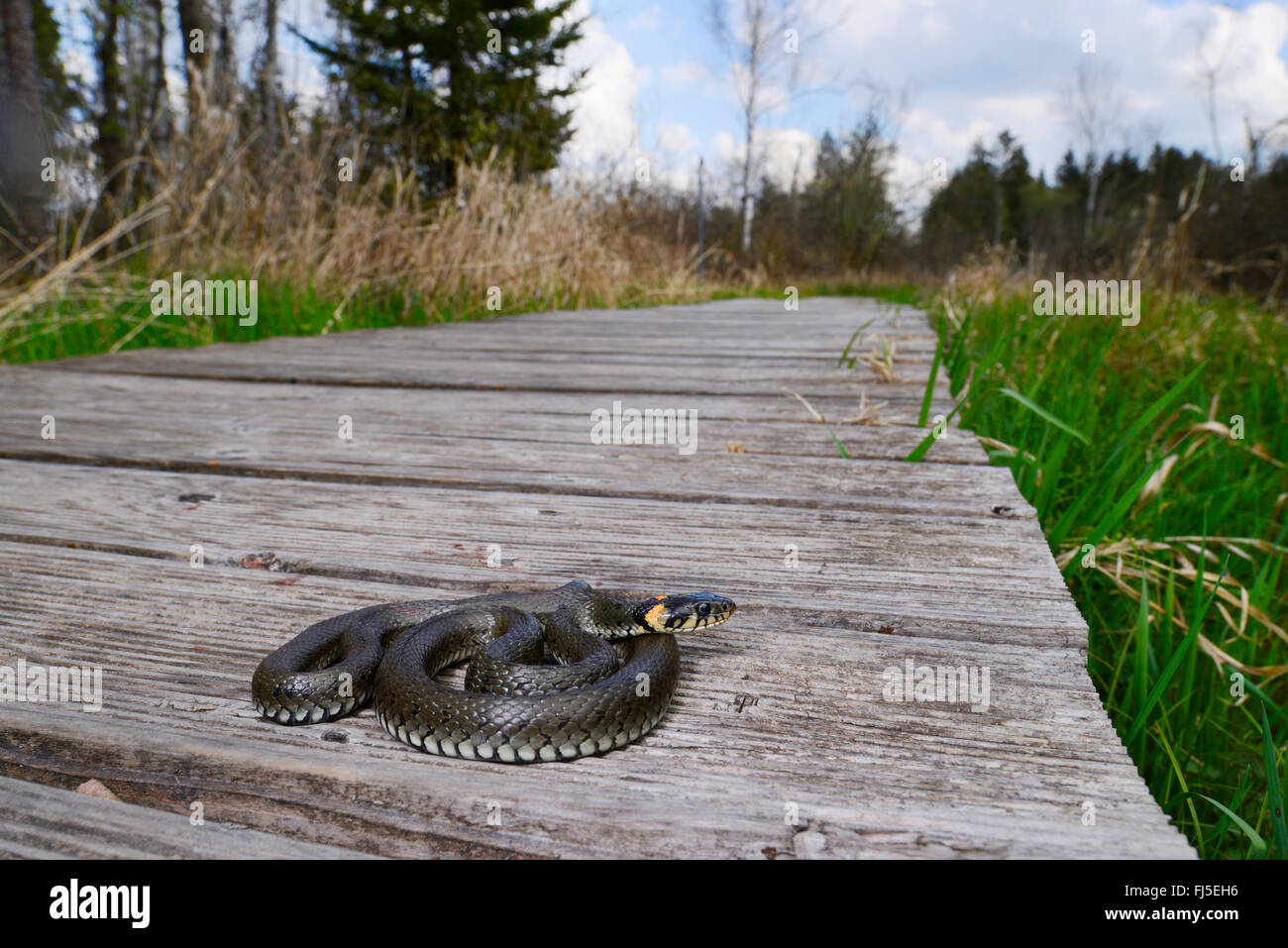 grass snake (Natrix natrix), grass snake sunbaths on a nature trail, Germany, Oberschwaben Stock Photo