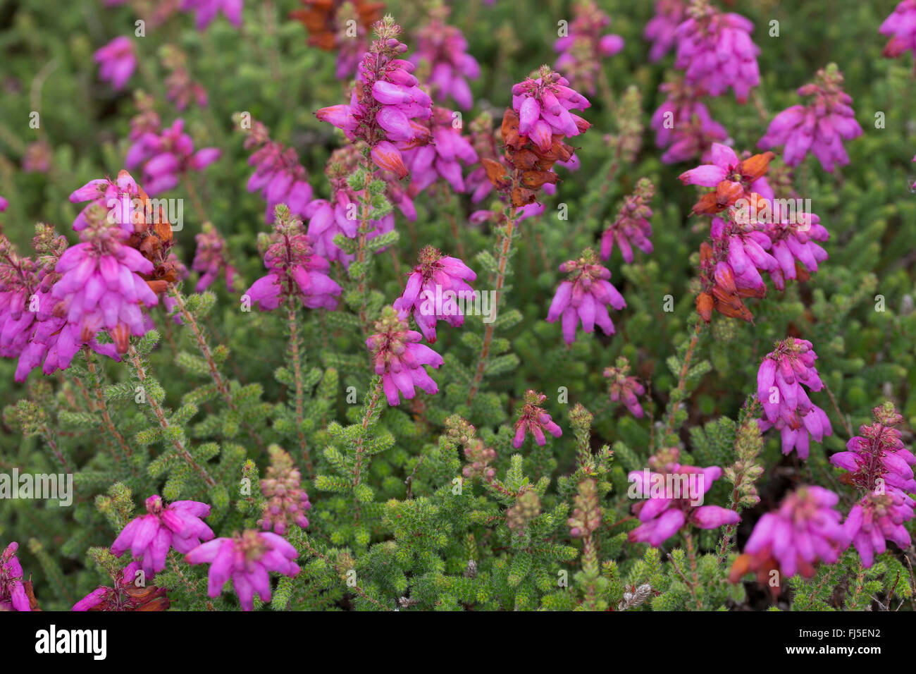 Dorset heath (Erica ciliaris), blooming, France Stock Photo
