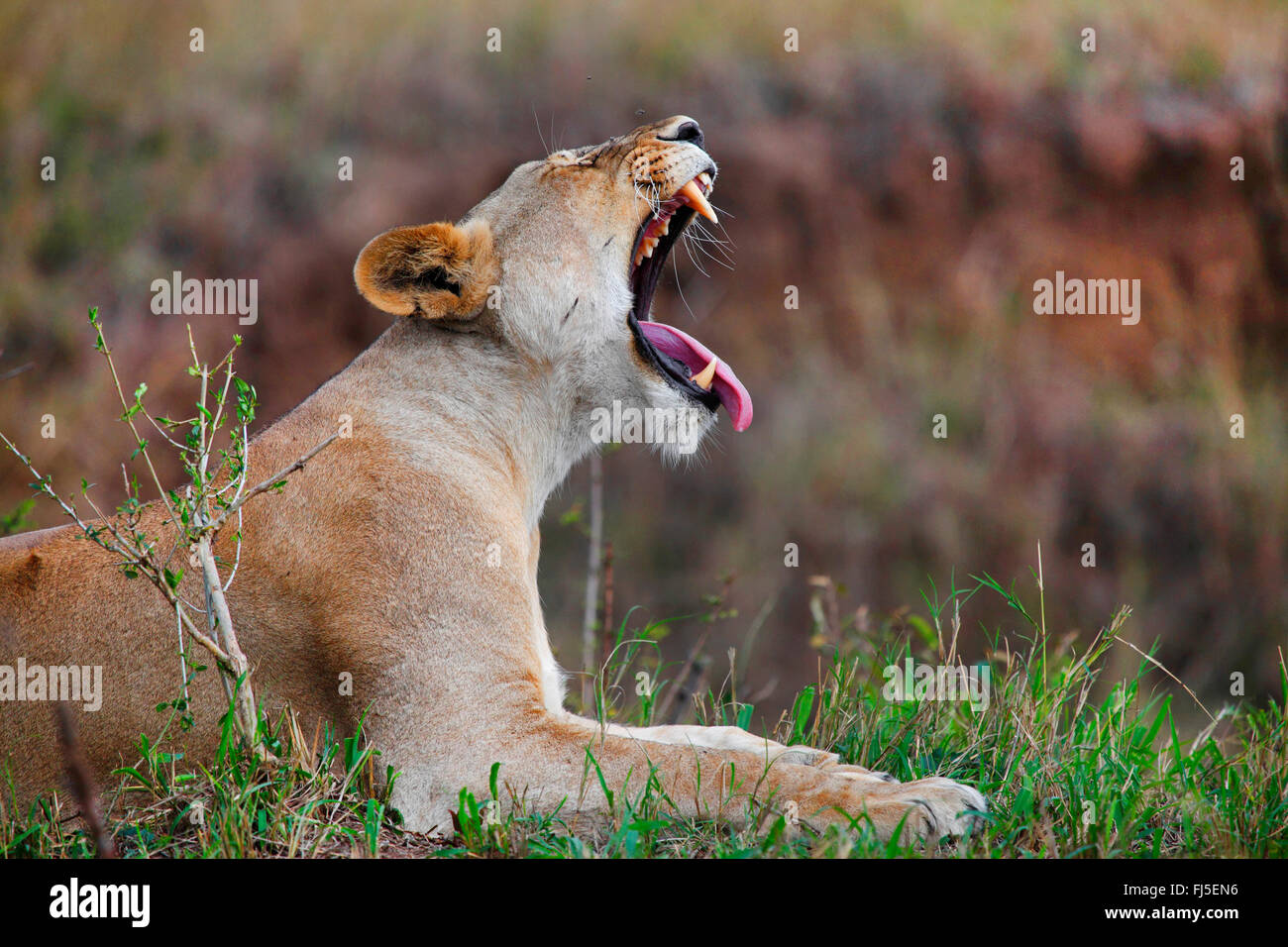 lion (Panthera leo), yawning lioness, Kenya, Masai Mara National Park Stock Photo