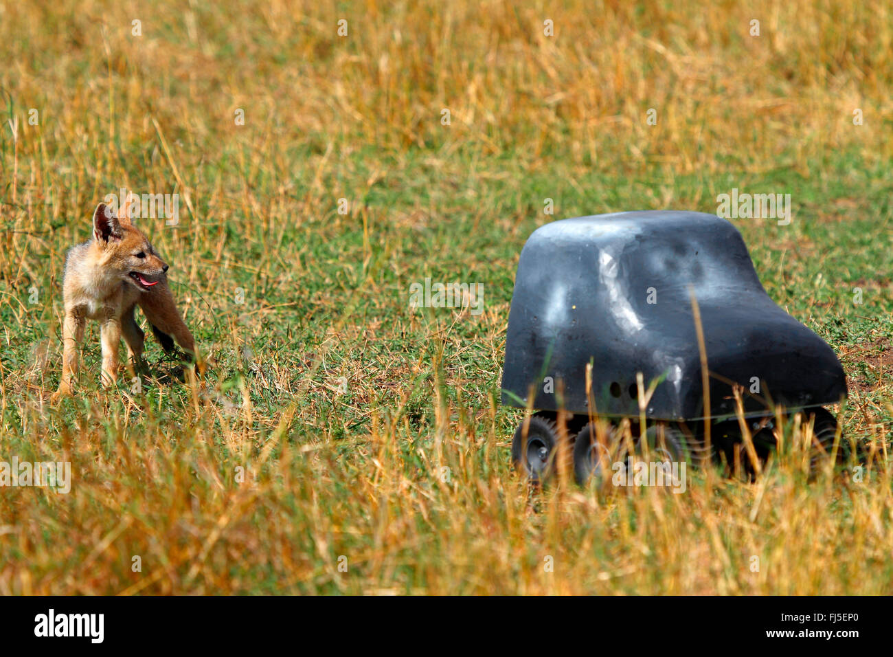 black-backed jackal (Canis mesomelas), jackal cub with remote-controlled camera, Kenya, Masai Mara National Park Stock Photo