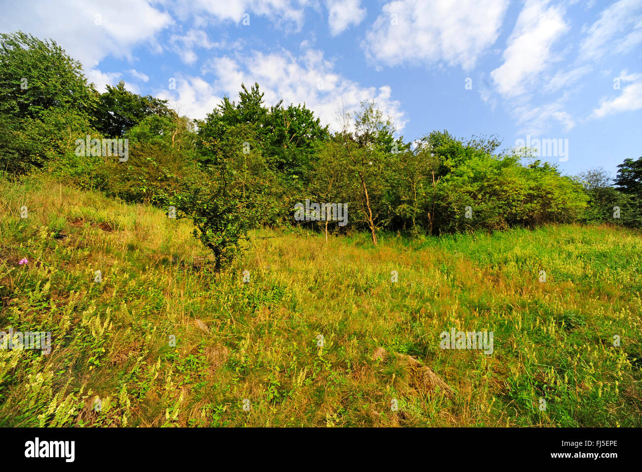 dry meadows, Germany, North Rhine-Westphalia, Bergisches Land, Wuppertal Stock Photo