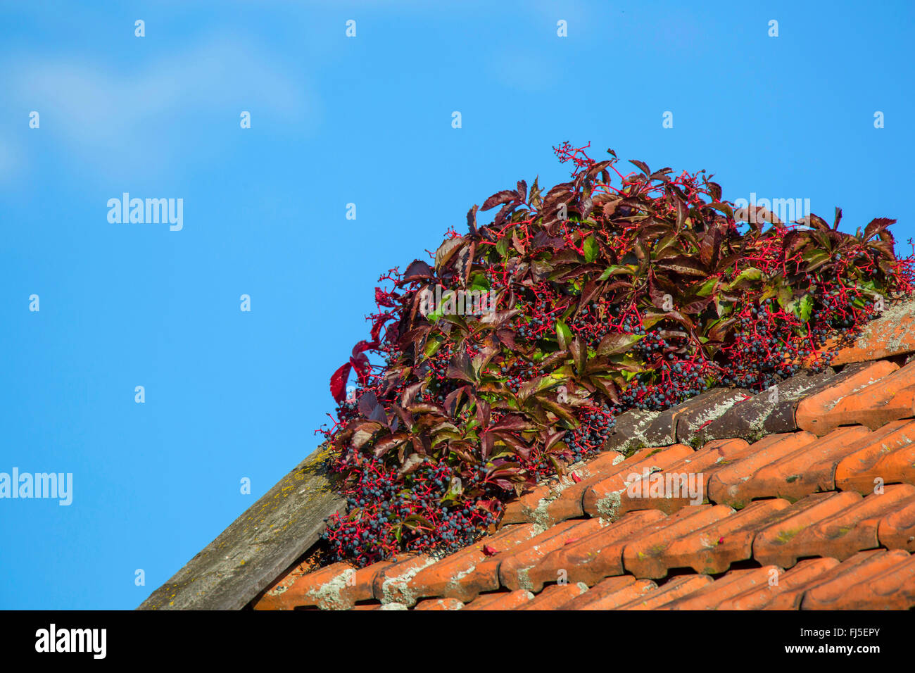 false Virginia-creeper (Parthenocissus inserta, Parthenocissus quinquefolia agg.), on a roof, Germany Stock Photo