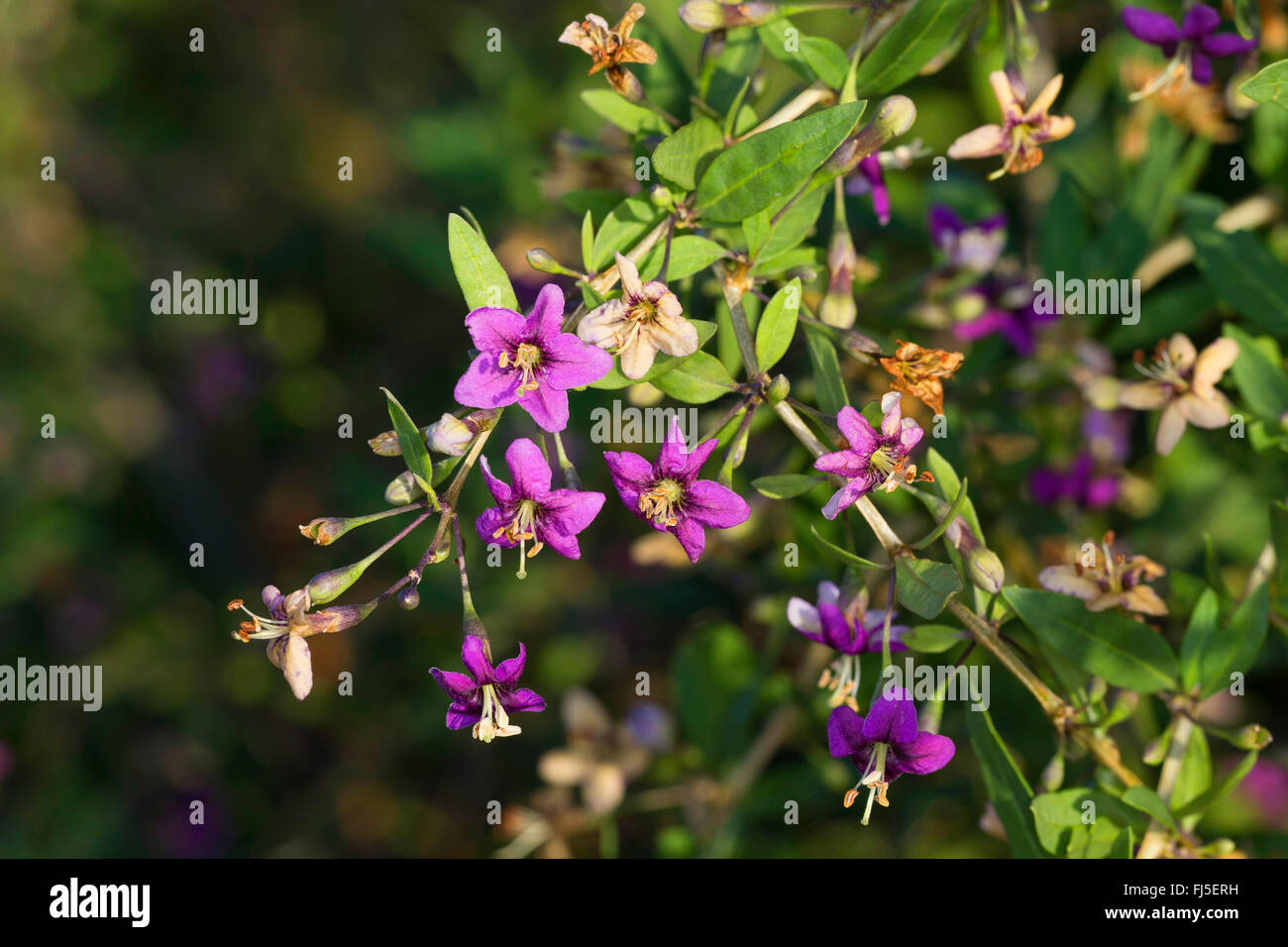 Chinese wolfberry, common matrimony vine (Lycium barbarum, Lycium halimifolium), blooming branch, Germany Stock Photo