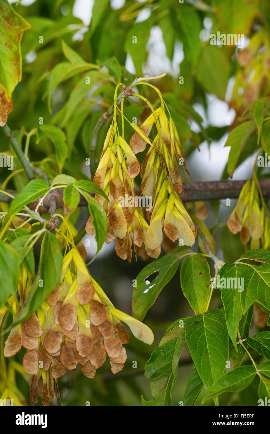 ashleaf maple, box elder (Acer negundo, Acer fraxinifolium, Negundo fraxinifolium), branch with fruits, Germany Stock Photo