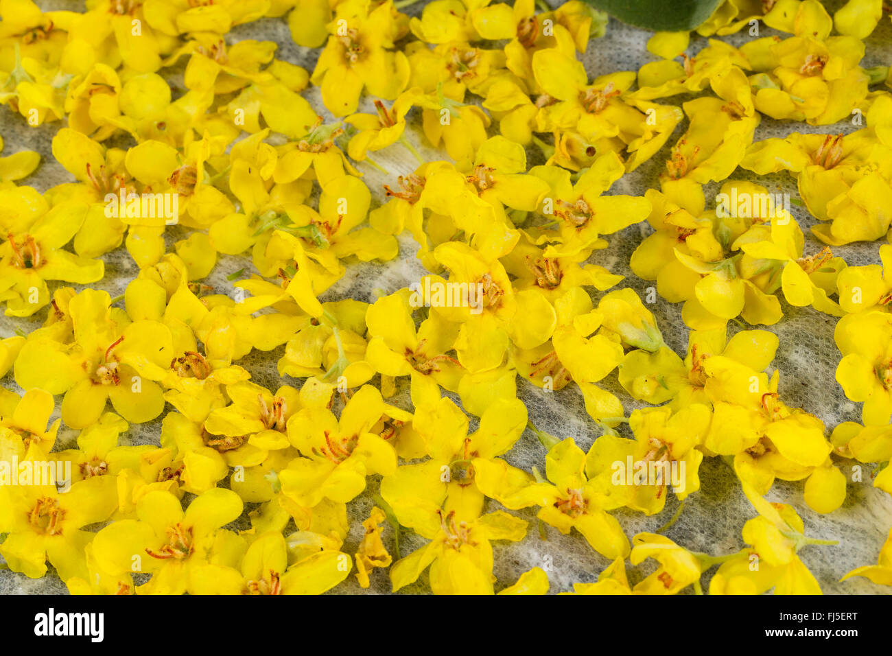 mullein (Verbascum spec.), collected flowers drying, Germany Stock Photo