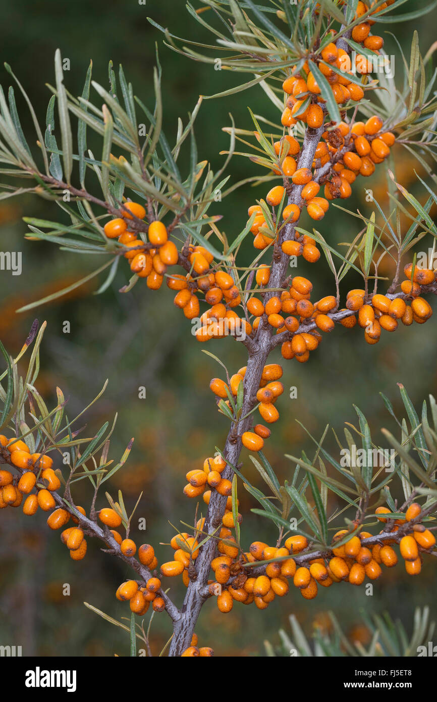 common seabuckthorn (Hippophae rhamnoides, Hippophae rhamnoides rhamnoides), branch with fruits, Germany Stock Photo