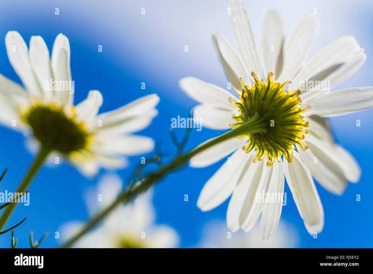 oxeye daisy, ox-eye daisy, white-weed, white daisy, dog daisy, marguerite (Chrysanthemum leucanthemum, Leucanthemum vulgare), flowers from below, Germany, Saxony, Vogtlaendische Schweiz Stock Photo