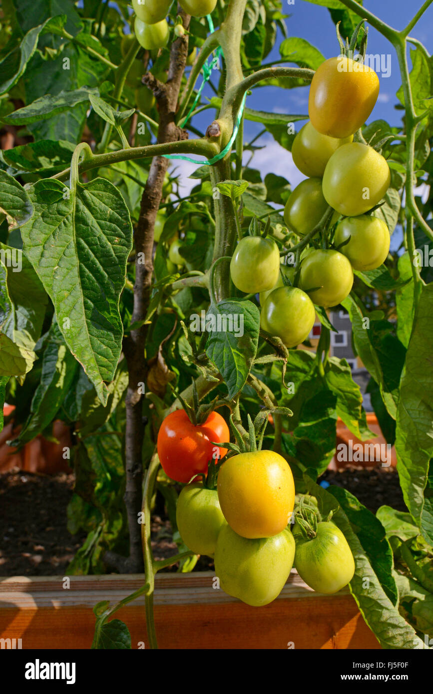 garden tomato (Solanum lycopersicum, Lycopersicon esculentum), cultivation of tomatos on a balcony, Germany Stock Photo