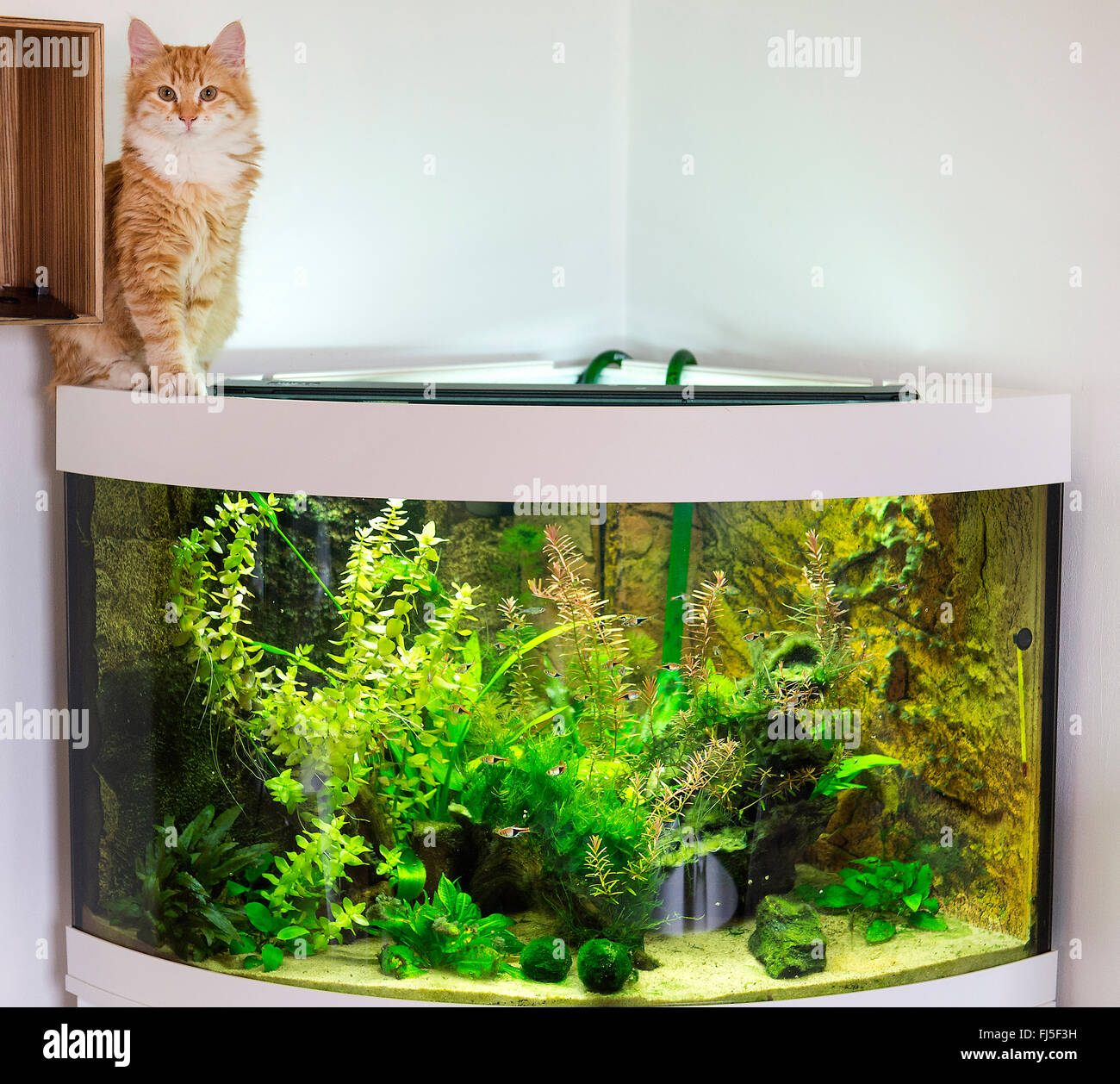 domestic cat, house cat (Felis silvestris f. catus), indoor cat sitting