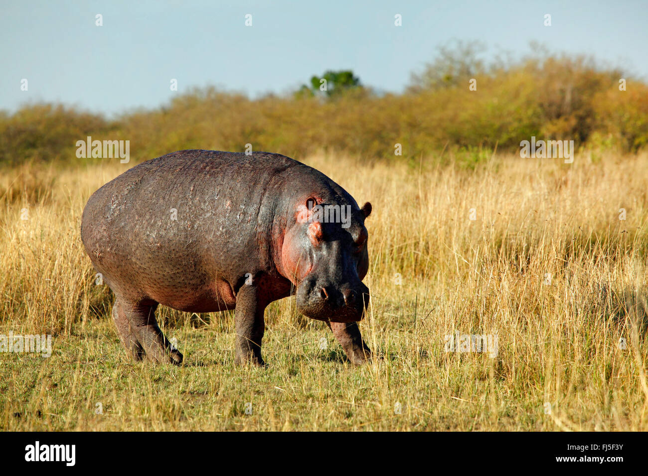hippopotamus, hippo, Common hippopotamus (Hippopotamus amphibius), in savannah, Kenya, Masai Mara National Park Stock Photo