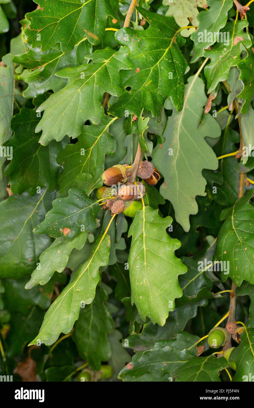 Sessile oak (Quercus petraea), branch with fruits, Germany Stock Photo