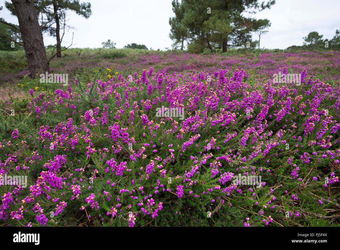 Bell heather, Scotch heath (Erica cinerea), blooming, France Stock Photo