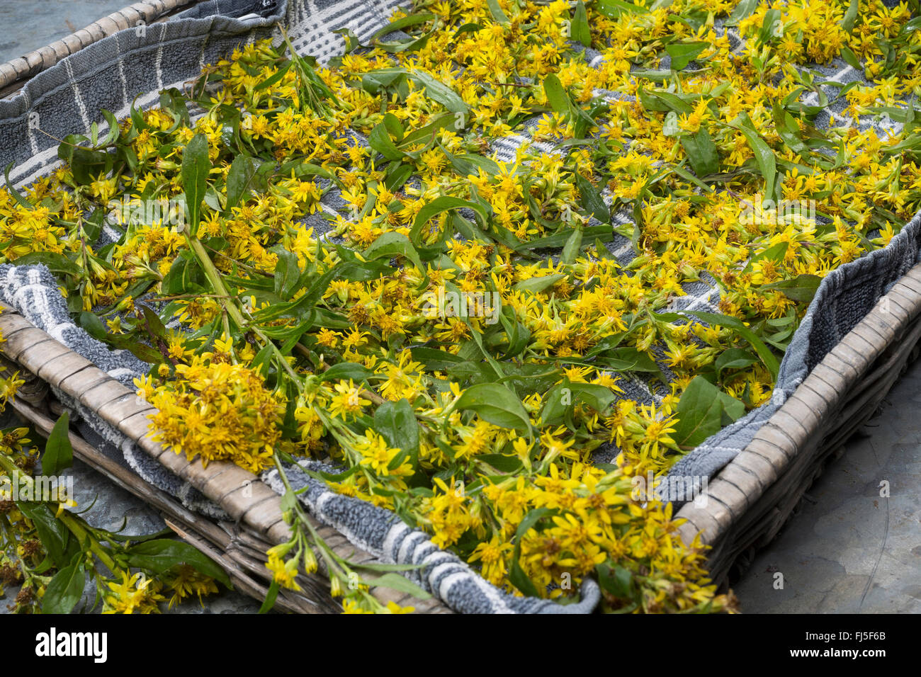 goldenrod, golden rod (Solidago virgaurea), collected flowers and leaves drying, Germany Stock Photo