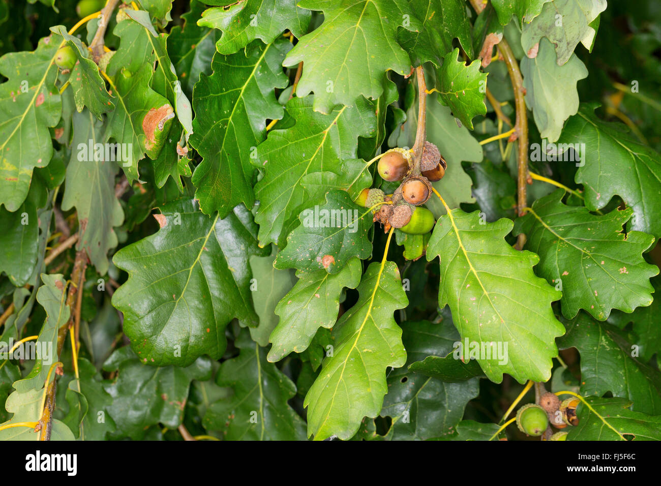 Sessile oak (Quercus petraea), branch with fruits, Germany Stock Photo