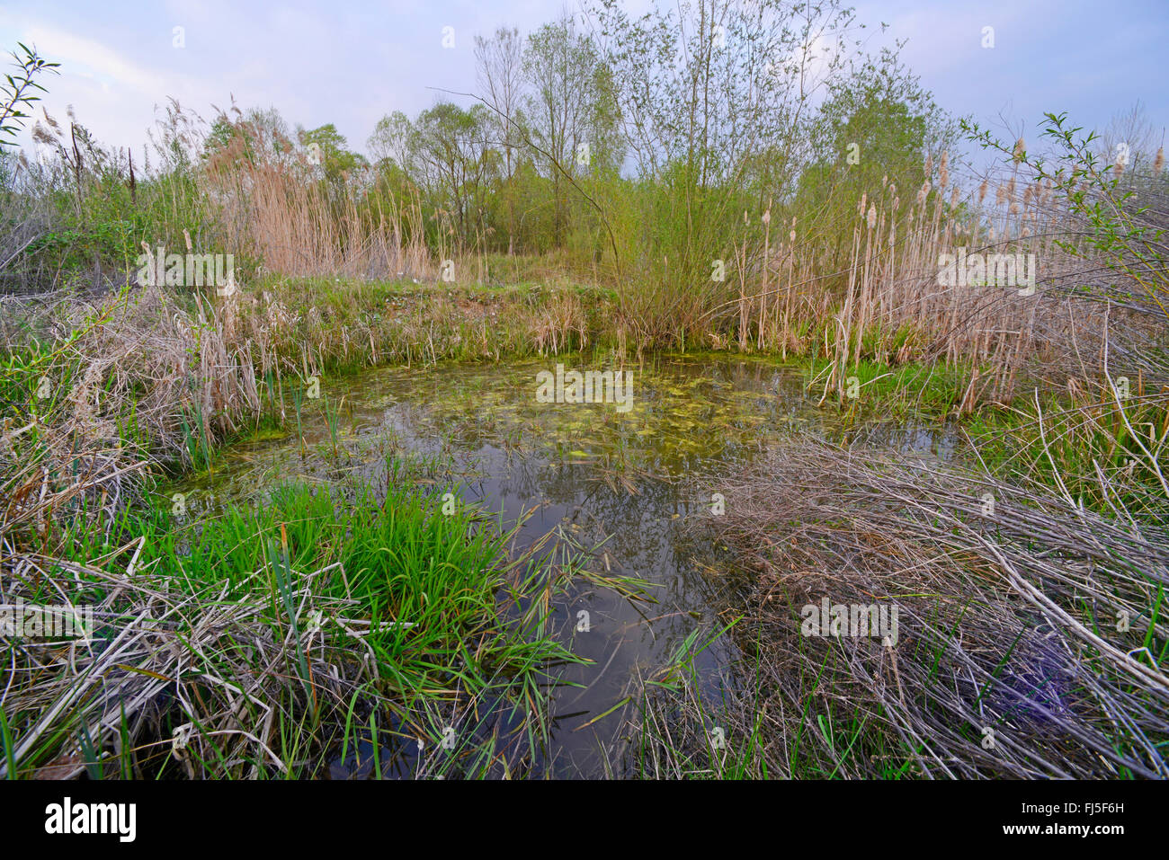 artificial pond for amphibians , Germany, Hesse Stock Photo