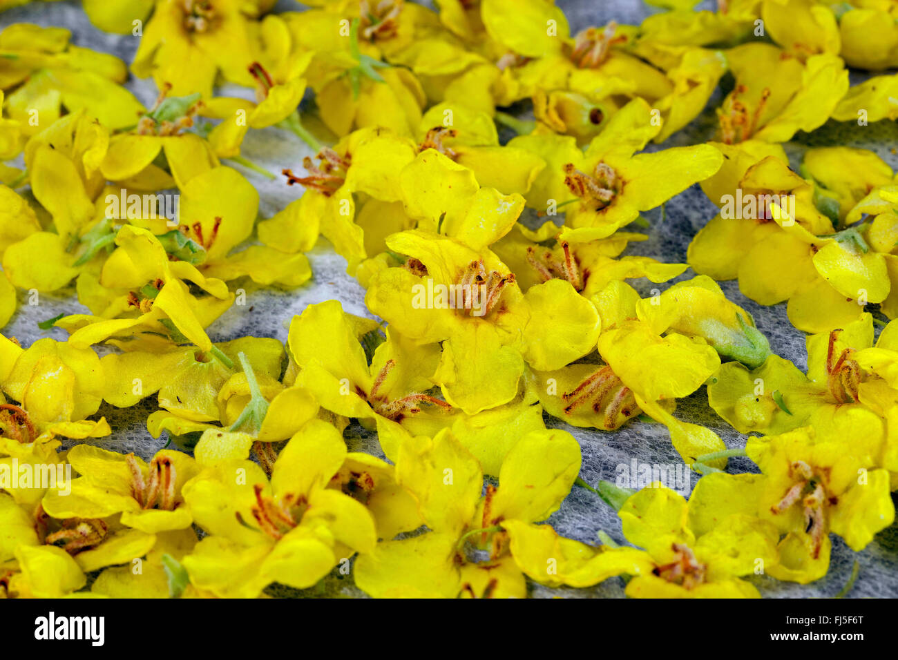 mullein (Verbascum spec.), collected flowers drying, Germany Stock Photo