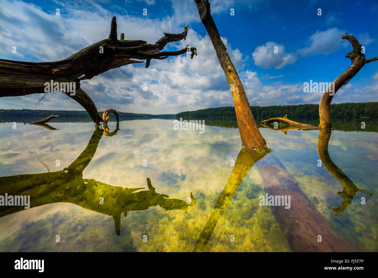 dead trunks in a lake , Germany, Brandenburg, Stechlin, Neuglobsow Stock Photo