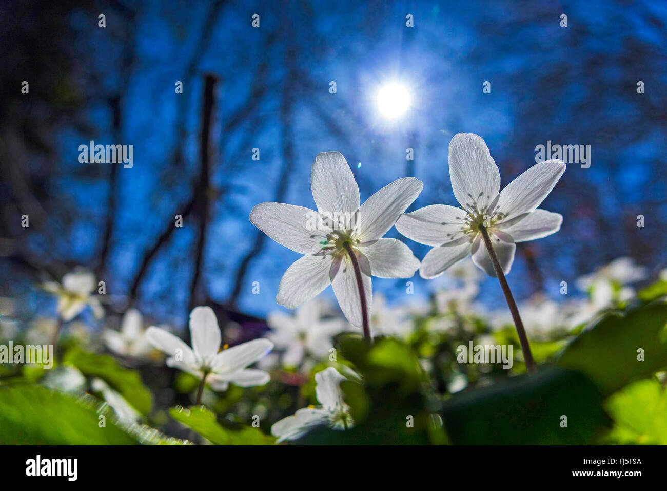 wood anemone (Anemone nemorosa), flowers in backlight, Germany, Saxony