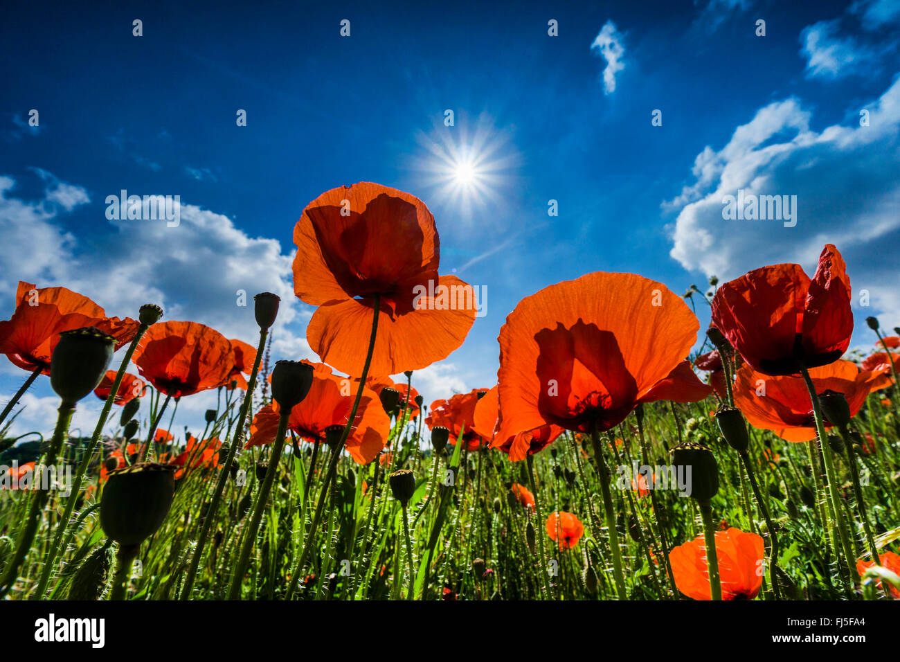 Common poppy, Corn poppy, Red poppy (Papaver rhoeas), poppies in sun, Germany, Saxony, Jocketa Stock Photo