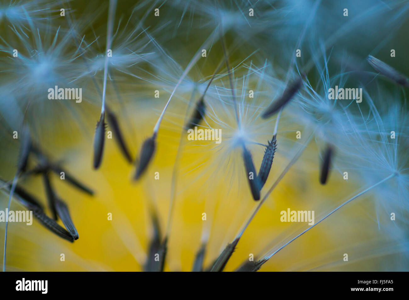 Common Dandelion (Taraxacum Officinale), Flying Fruits, Germany, Saxony ...