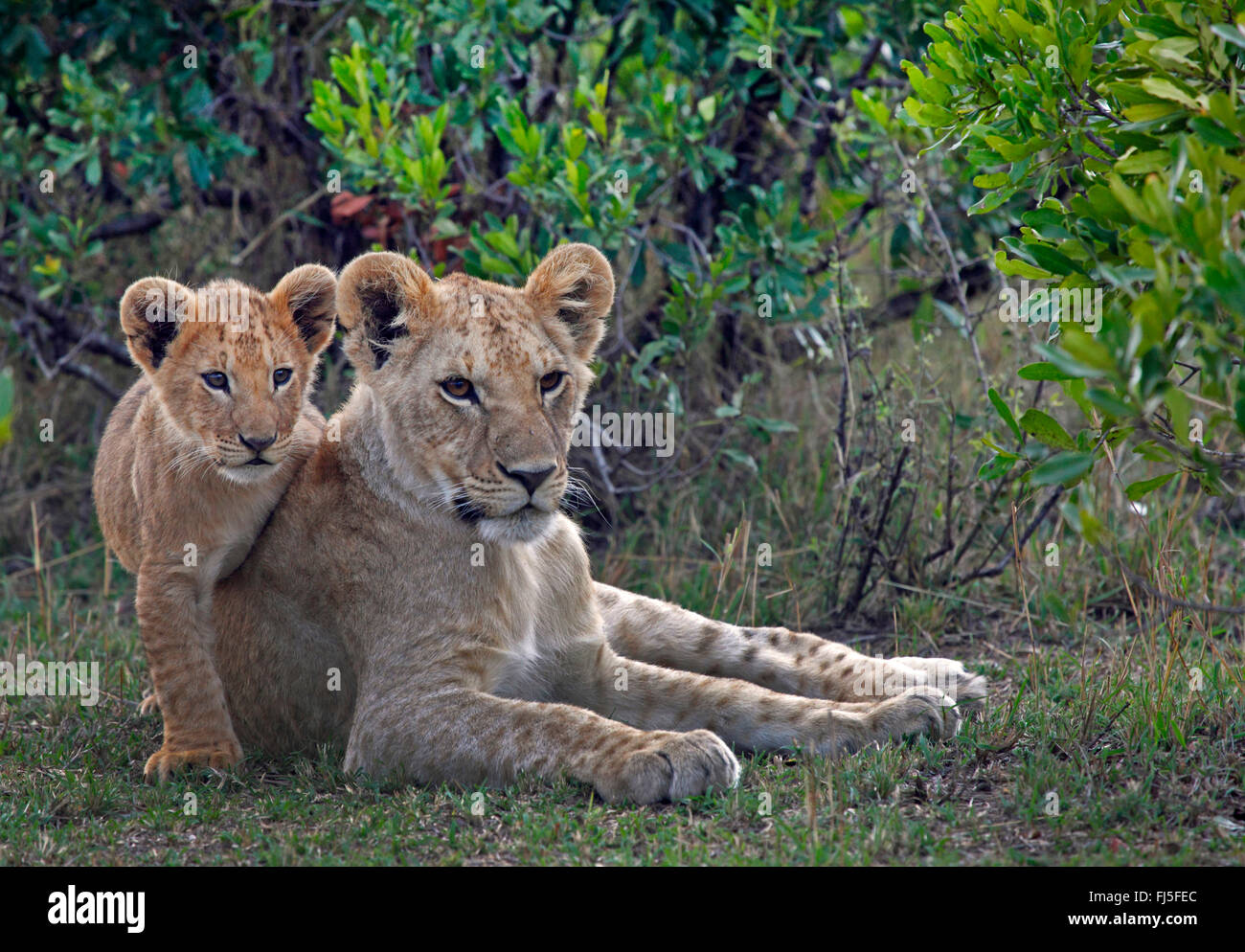 lion (Panthera leo), lioness with cub, Kenya, Masai Mara National Park ...