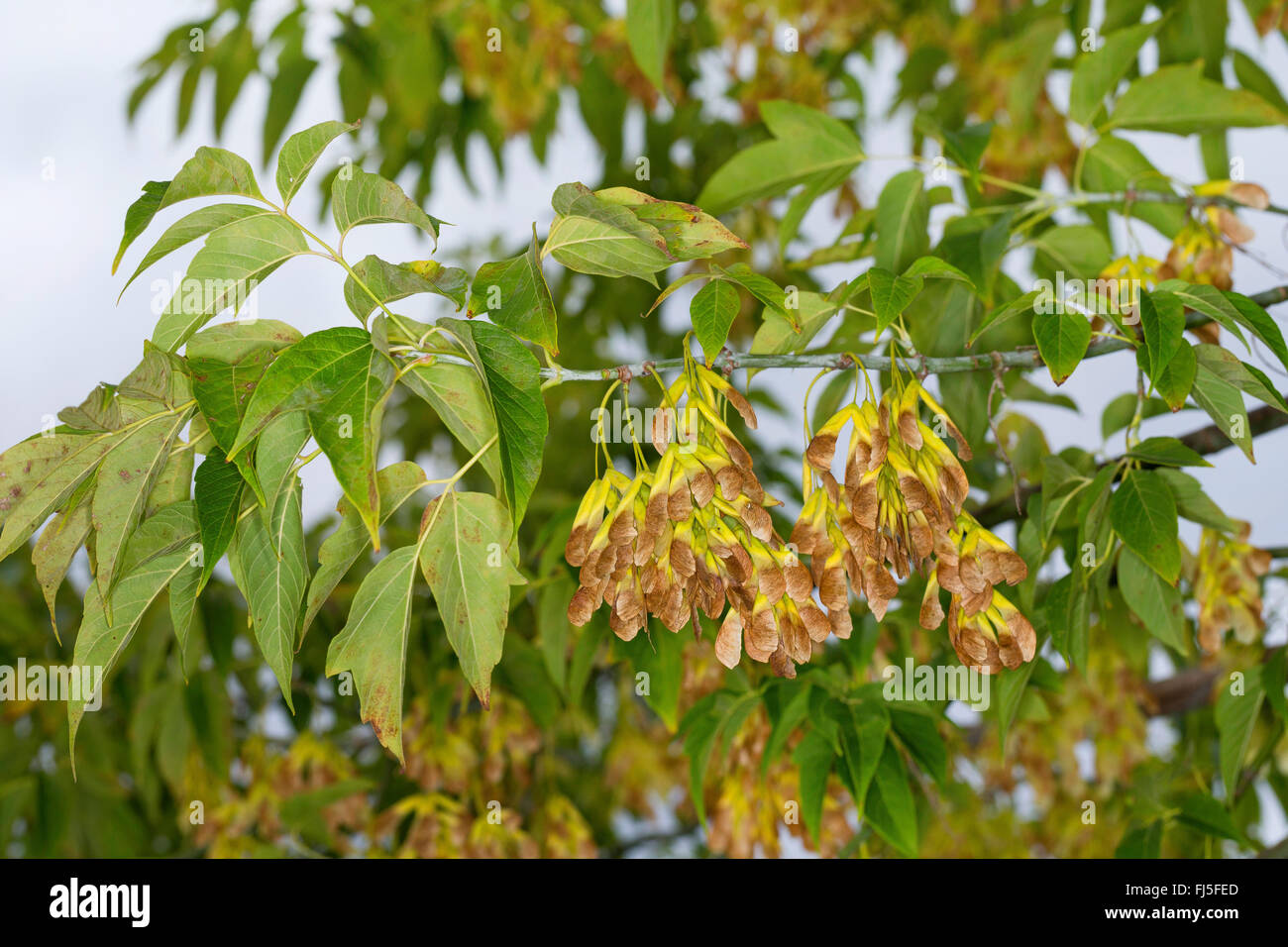 ashleaf maple, box elder (Acer negundo, Acer fraxinifolium, Negundo fraxinifolium), branch with fruits, Germany Stock Photo