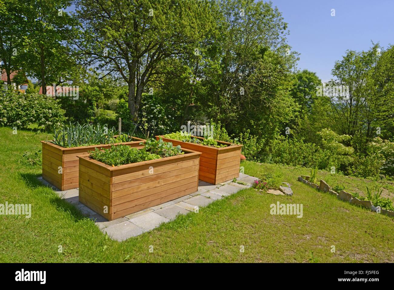 raised beds with vegetables in a garden, Germany Stock Photo