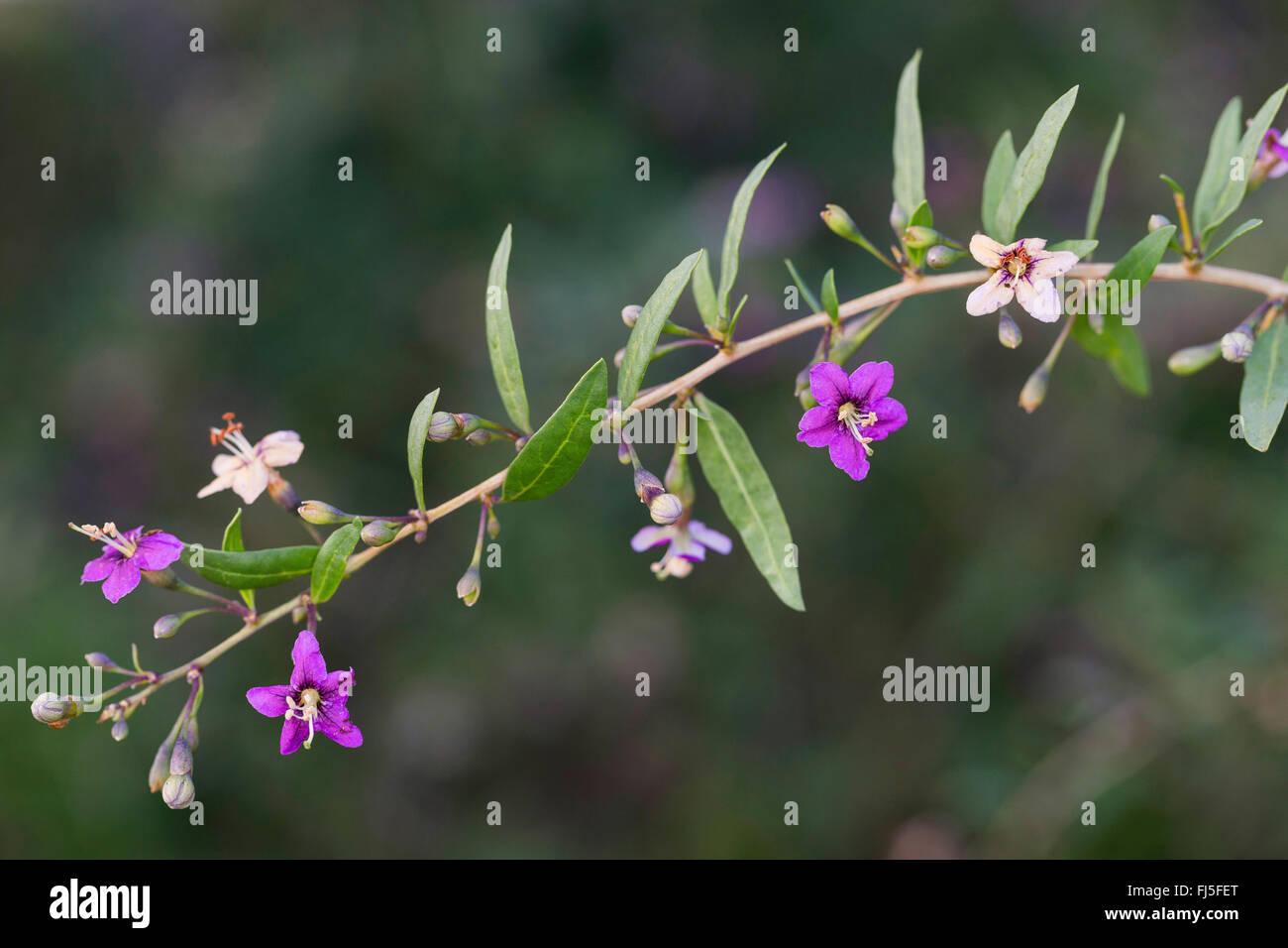 Chinese wolfberry, common matrimony vine (Lycium barbarum, Lycium halimifolium), blooming branch, Germany Stock Photo