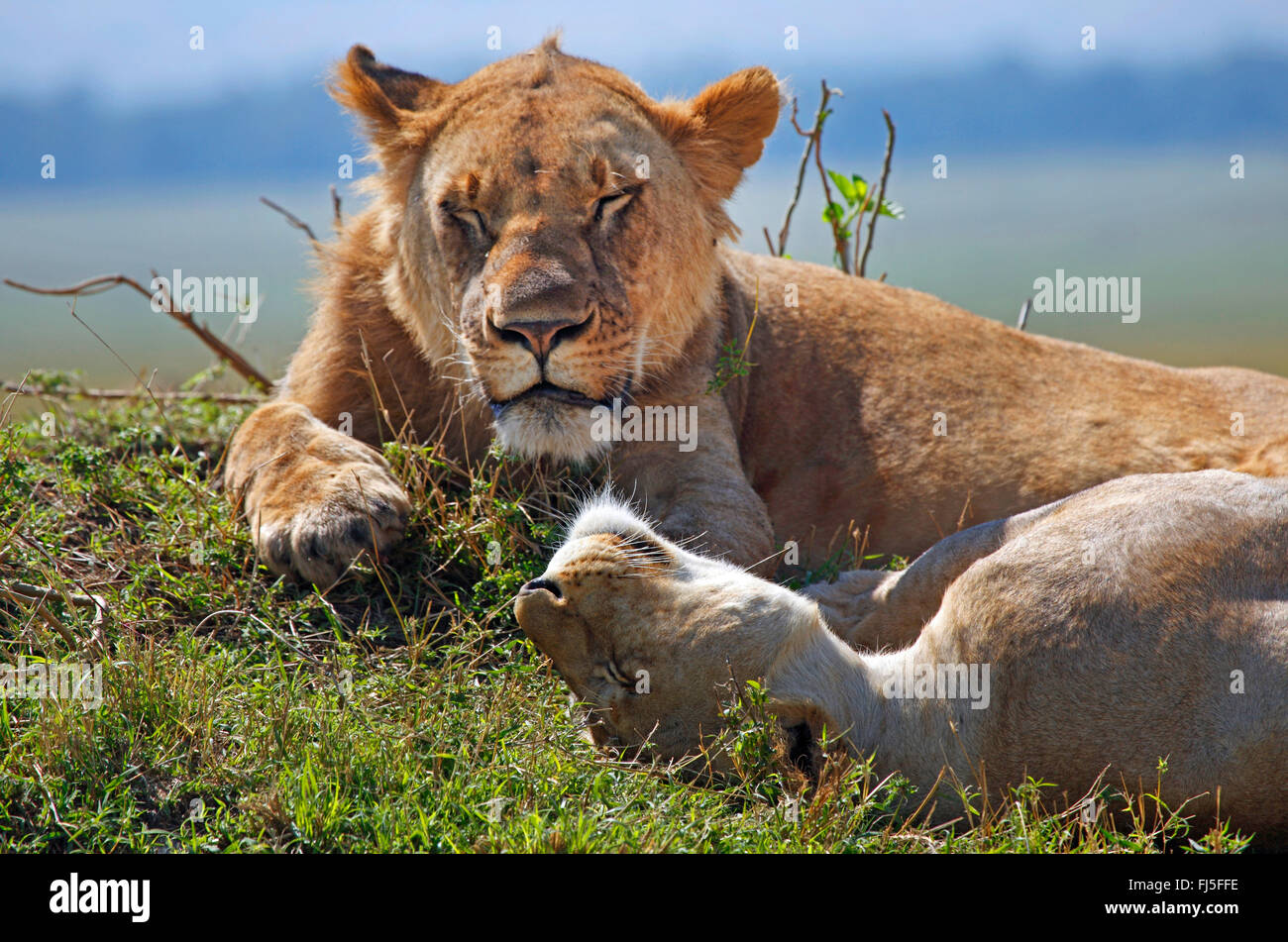 lion (Panthera leo), two dozing lions, Kenya, Masai Mara National Park Stock Photo