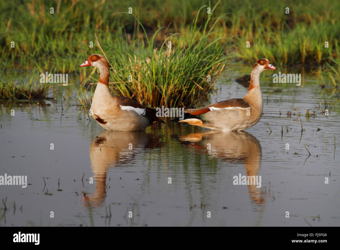 Egyptian goose (Alopochen aegyptiacus), two Egyptian geese stand in shallow water, Kenya, Masai Mara National Park Stock Photo