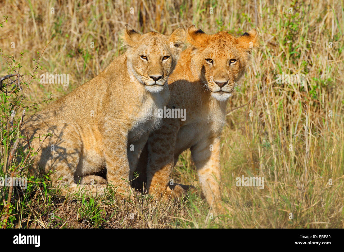 lion (Panthera leo), two cubs, Kenya, Masai Mara National Park Stock Photo