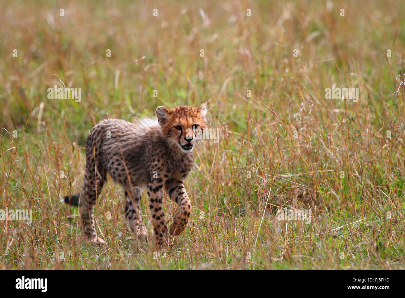 cheetah (Acinonyx jubatus), cub in savannah, Kenya, Masai Mara National Park Stock Photo