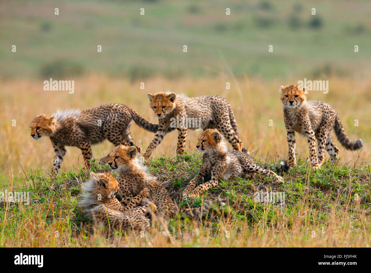 cheetah (Acinonyx jubatus), six cubs, Kenya, Masai Mara National Park Stock Photo