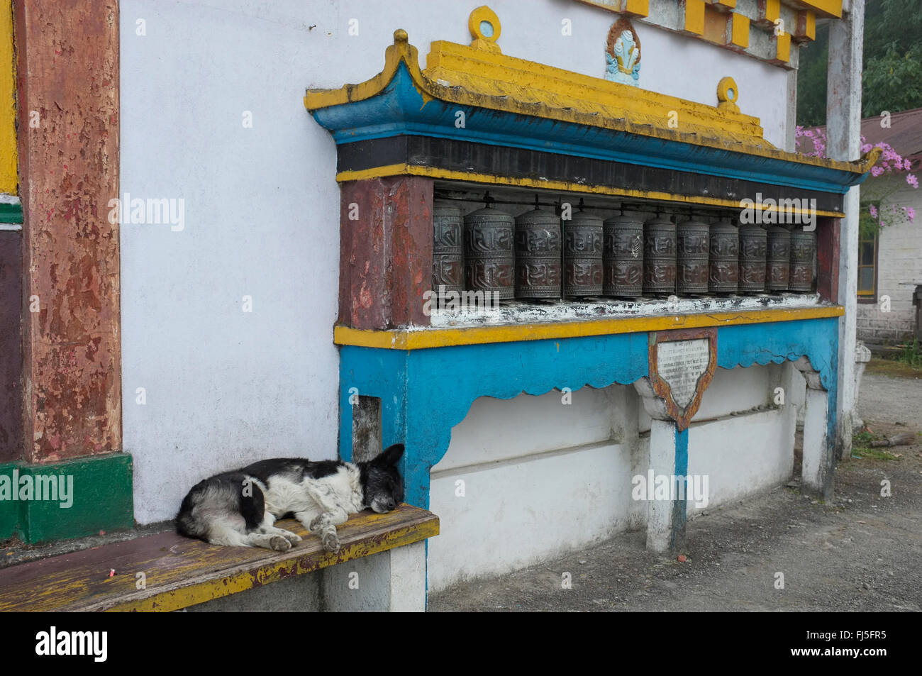 Buddhist prayer wheels outside the Yiga Choeling monastery, Ghoom, Darjeeling, West Bengal, India, with sleeping dog. Stock Photo