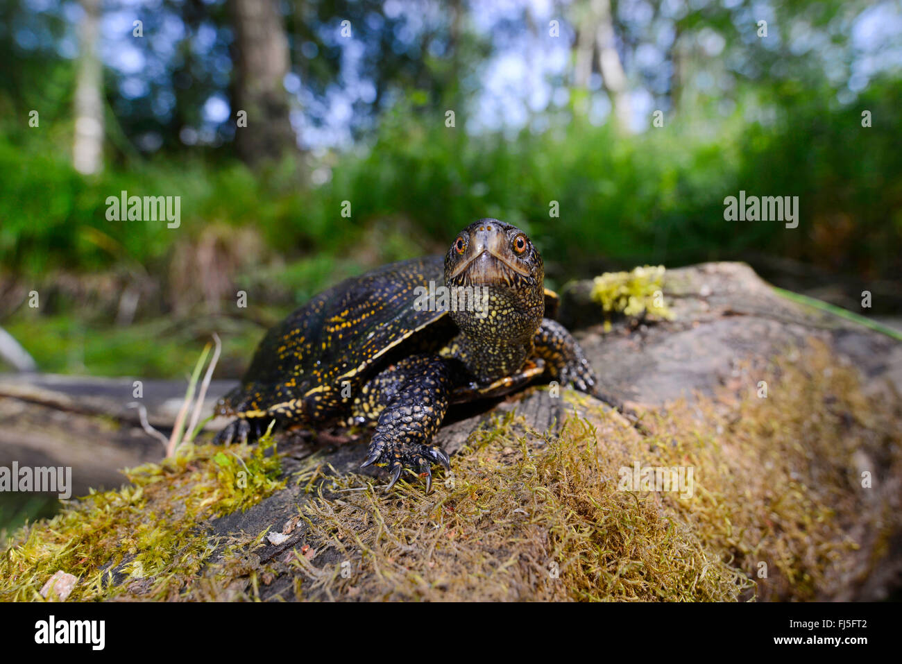 European pond terrapin, European pond turtle, European pond tortoise ...