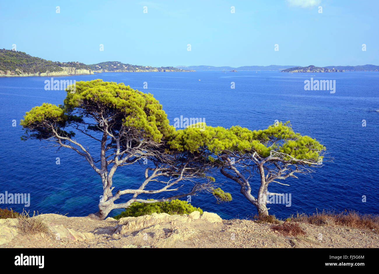 conifers at the rocky coast of Giens, France, Provence, Hyeres Stock Photo