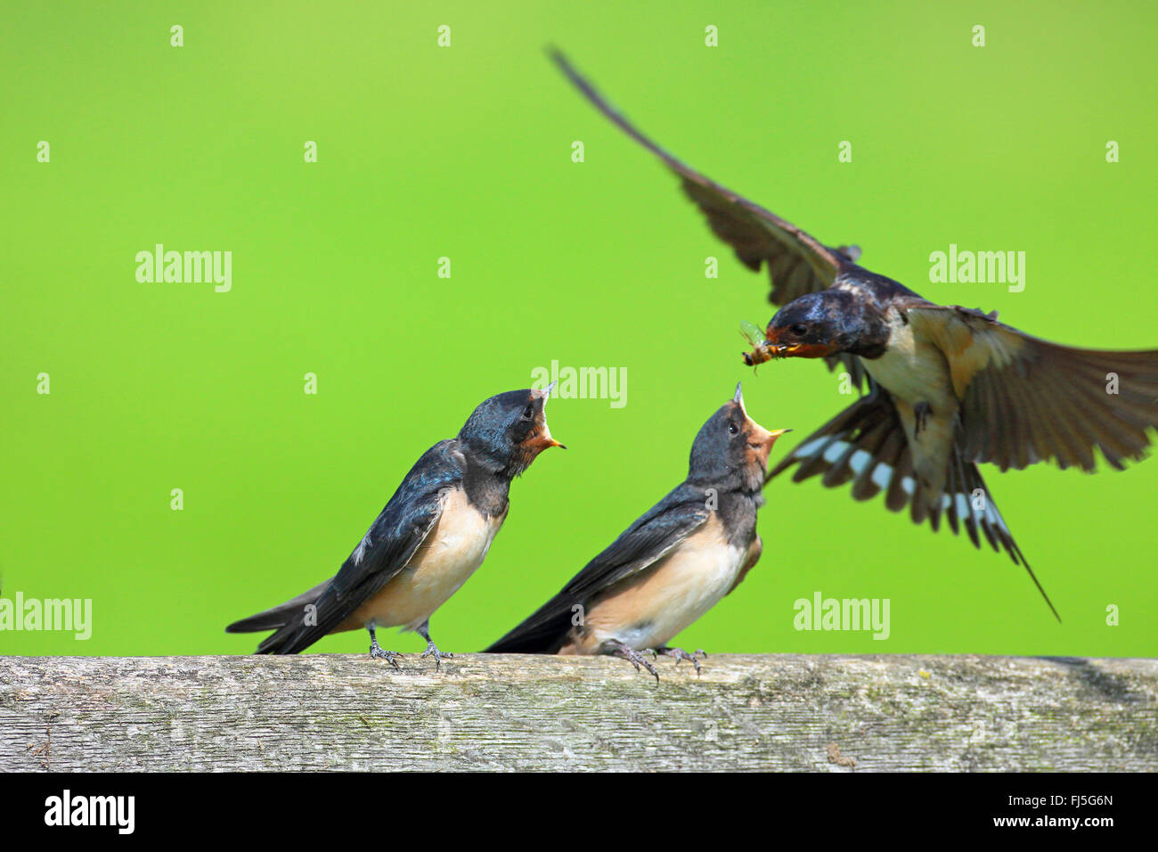 barn swallow (Hirundo rustica), adult bird feeding juvenile birds, Netherlands, Utrecht Stock Photo