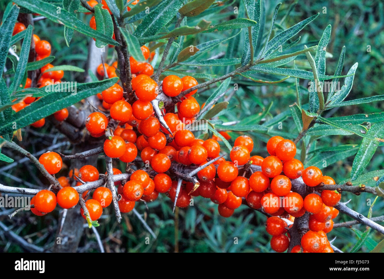 common seabuckthorn (Hippophae rhamnoides), branch with fruits, Germany Stock Photo