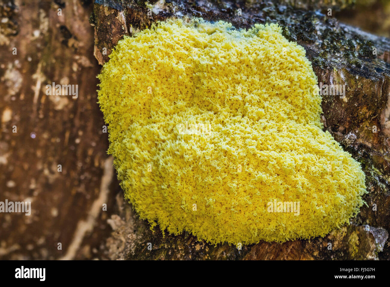 Scrambled egg slime, Flowers of tan (Fuligo septica), on bark, Germany, Mecklenburg-Western Pomerania Stock Photo