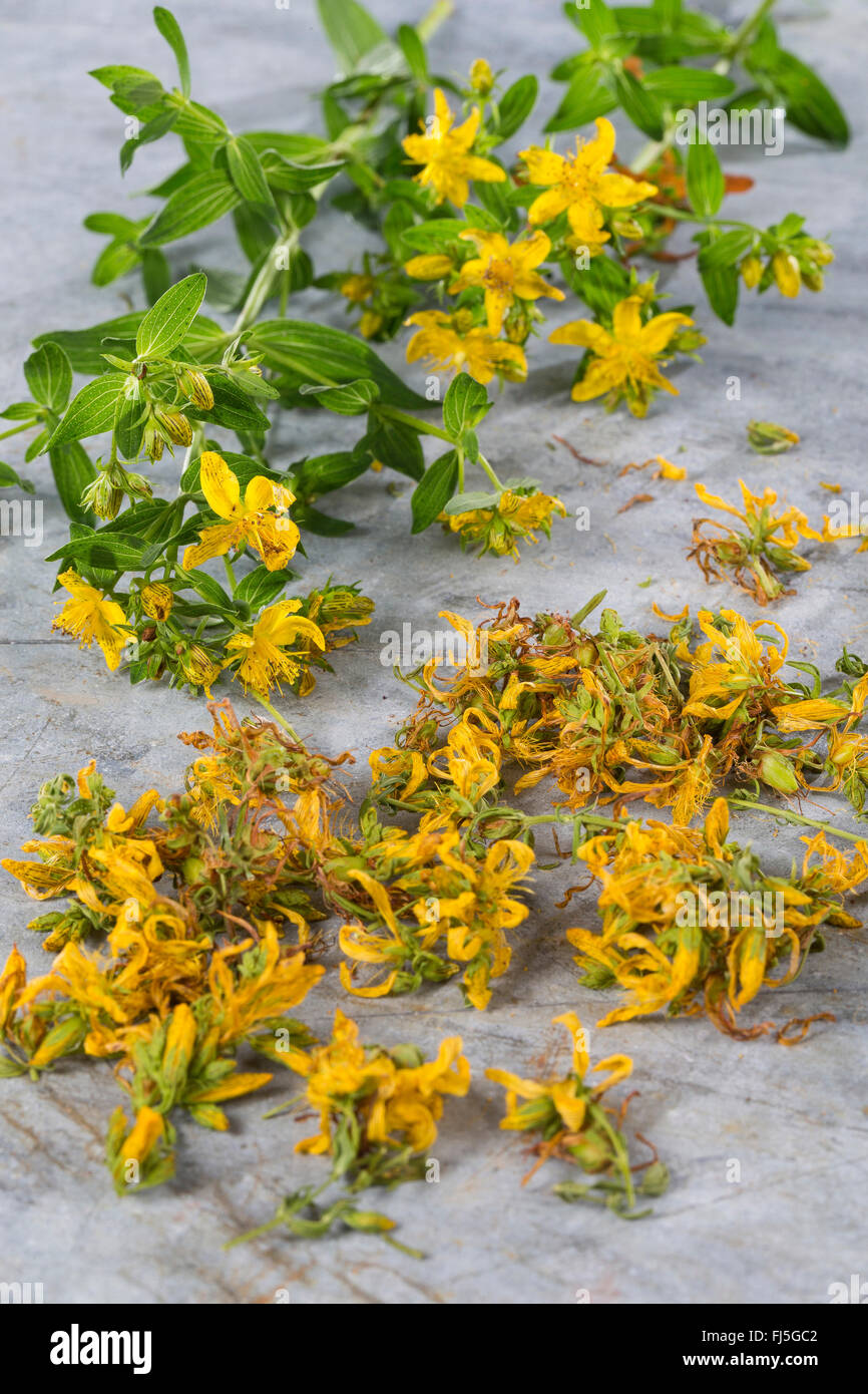 Common St John'swort, perforate St John'swort, klamath weed, St. John