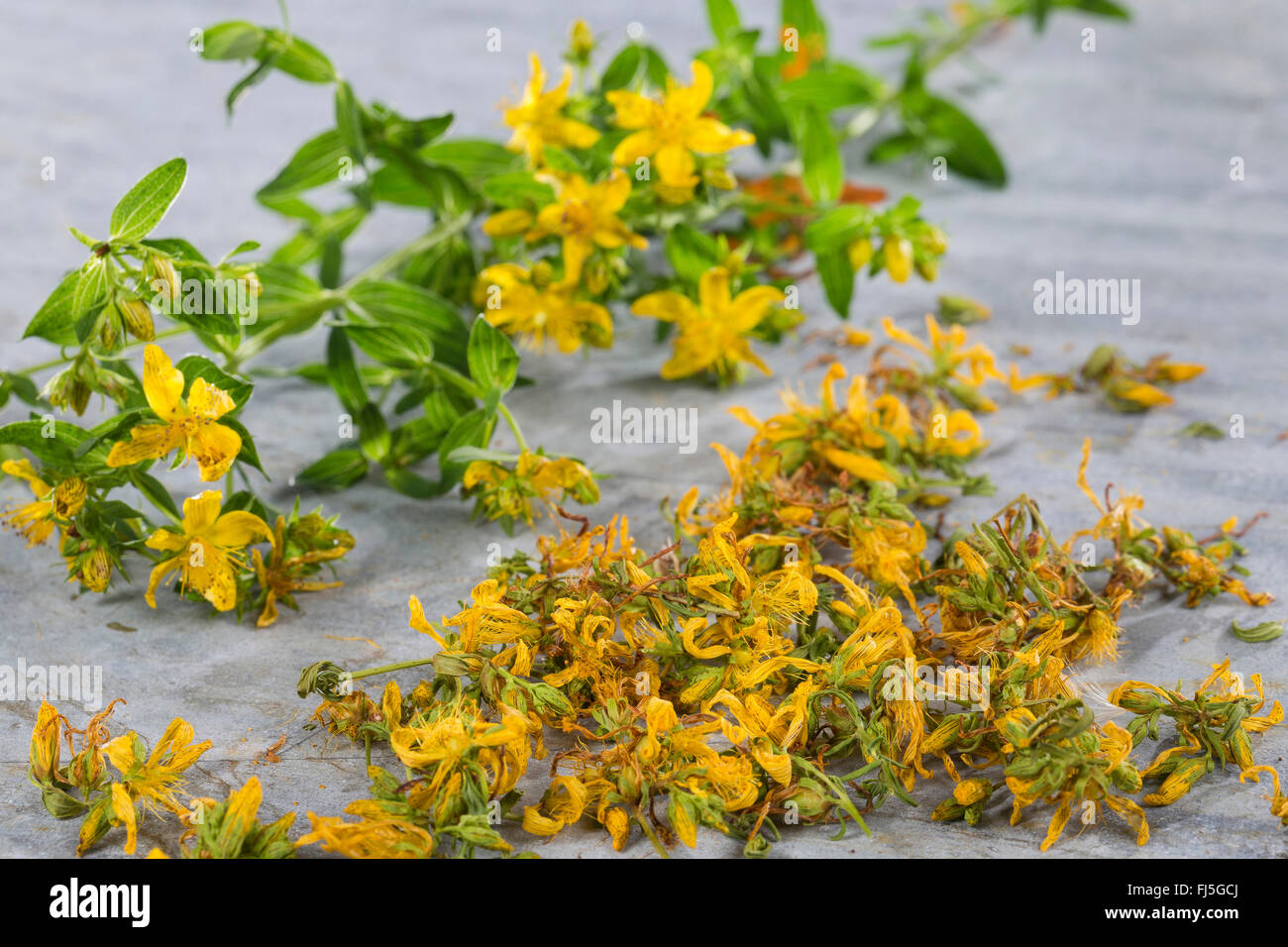 Common St John'swort, perforate St John'swort, klamath weed, St. John